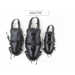 Dorcus titanus ssp. China, Guizhou, Qiandongnan, Mt.Leigongshan. 3M. BA6799.