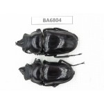 Neolucanus sp. China, Yunnan, Honghe, Jinping county. 2M. BA6804.