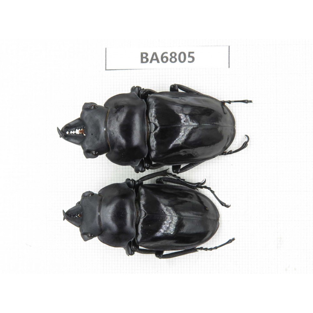 Neolucanus sp. China, Yunnan, Honghe, Jinping county. 2M. BA6805.