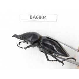 Neolucanus sp. China, Yunnan, Honghe, Jinping county. 2M. BA6804.