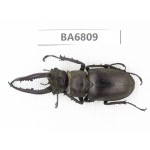 Lucanus sp. China, Yunnan, Honghe, Jinping county. 1M. BA6809.