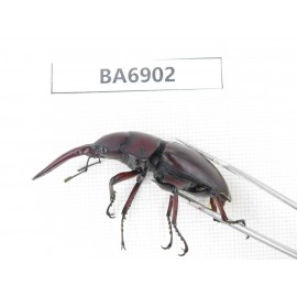 Prosopocoilus sp. China, Yunnan, Dali, N of Mt.Cangshan. 1M. BA6902.