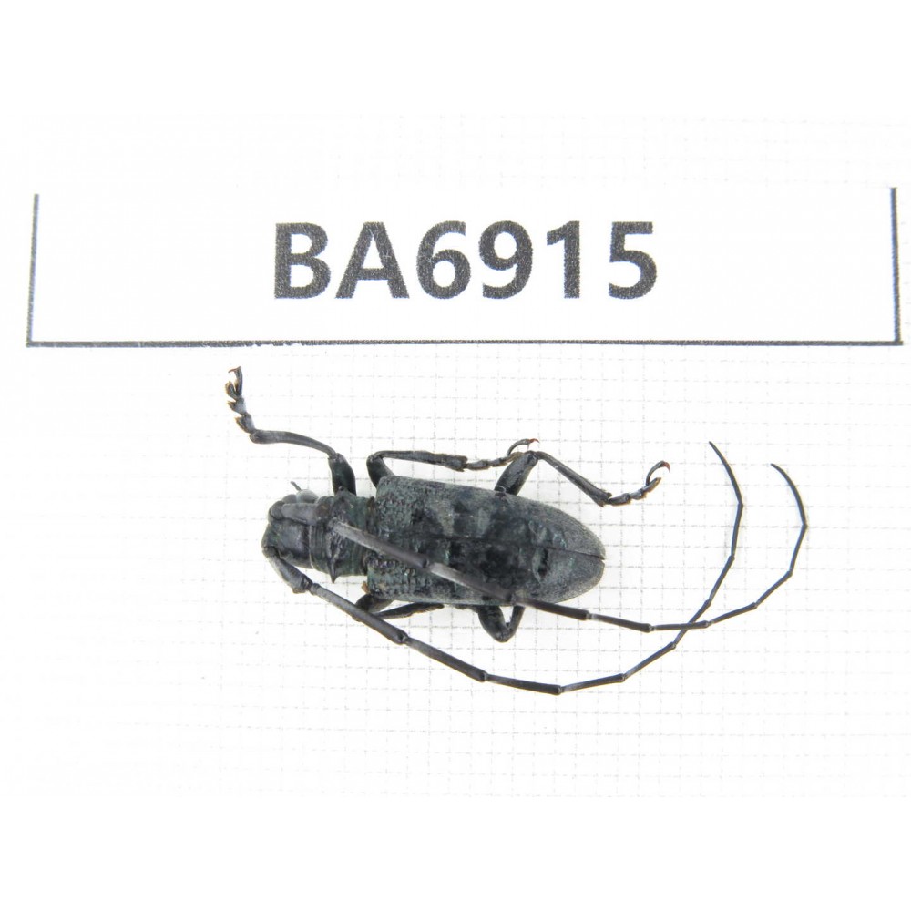 Cerambycidae sp. China, Yunnan, Dali, Fengyi. 1Pcs. BA6915.