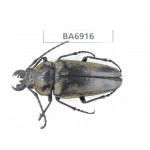 Trictenotomidae sp. China, Yunnan, Chuxiong, Mt.Ailaoshan. 1Pcs. BA6916.