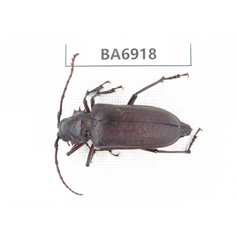 Cerambycidae sp. China, Yunnan, Dali, C of Mt.Cangshan. 1Pcs. BA6918.