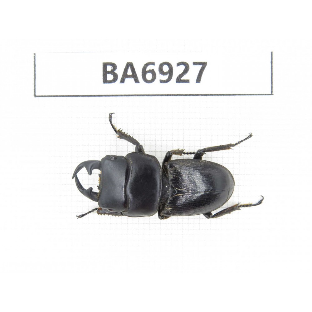 Dorcus sp. China, Yunnan, Yuxi, Xinping county. 1M. BA6927.