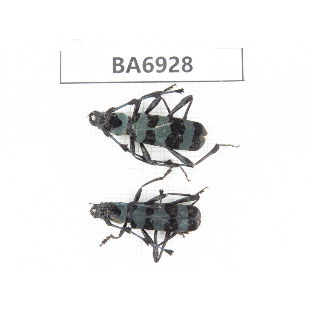 Cerambycidae sp. China, Yunnan, Nujiang, N of Mt.Biluoxueshan. 2Pcs. BA6928.