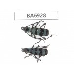 Cerambycidae sp. China, Yunnan, Nujiang, N of Mt.Biluoxueshan. 2Pcs. BA6928.