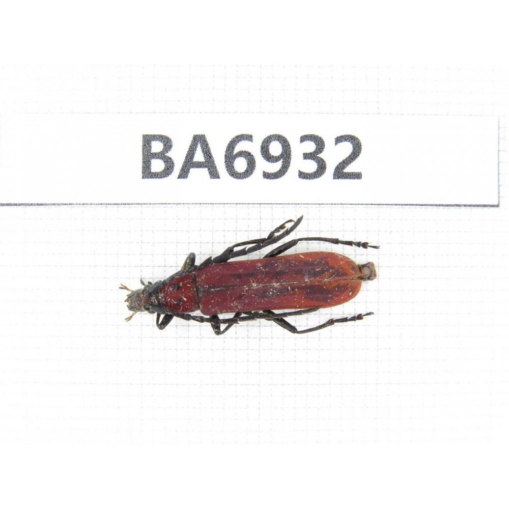 Cerambycidae sp. China, Yunnan, Nujiang, N of Mt.Biluoxueshan. 1Pcs. BA6932.