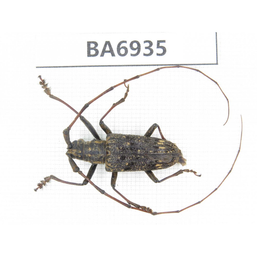 Cerambycidae sp. China, Yunnan, Nujiang, N of Mt.Biluoxueshan. 1Pcs. BA6935.