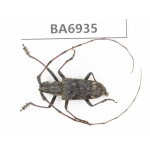 Cerambycidae sp. China, Yunnan, Nujiang, N of Mt.Biluoxueshan. 1Pcs. BA6935.