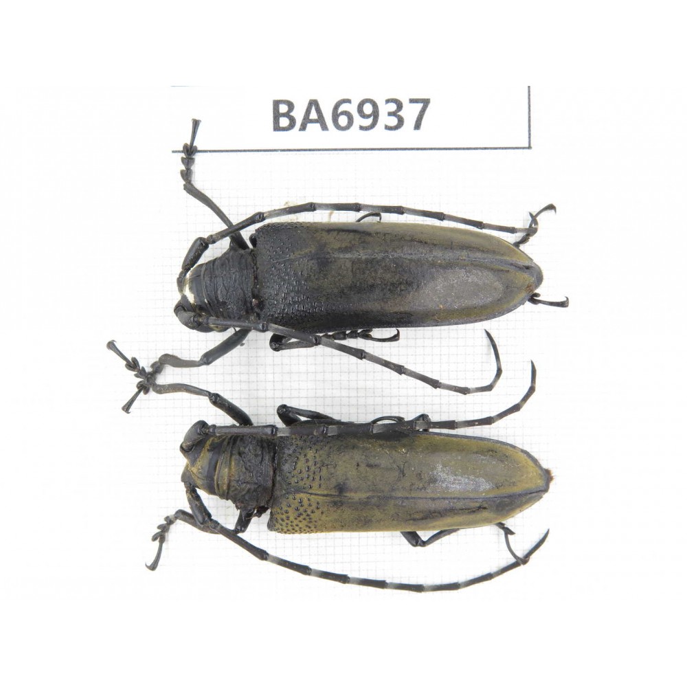 Cerambycidae sp. China, Yunnan, Nujiang, N of Mt.Biluoxueshan. 2Pcs. BA6937.