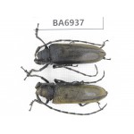 Cerambycidae sp. China, Yunnan, Nujiang, N of Mt.Biluoxueshan. 2Pcs. BA6937.