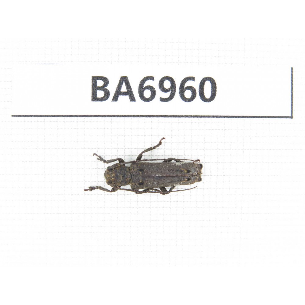 Cerambycidae sp. China, Yunnan, Nujiang, N of Mt.Biluoxueshan. 1Pcs. BA6960.