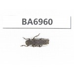Cerambycidae sp. China, Yunnan, Nujiang, N of Mt.Biluoxueshan. 1Pcs. BA6960.