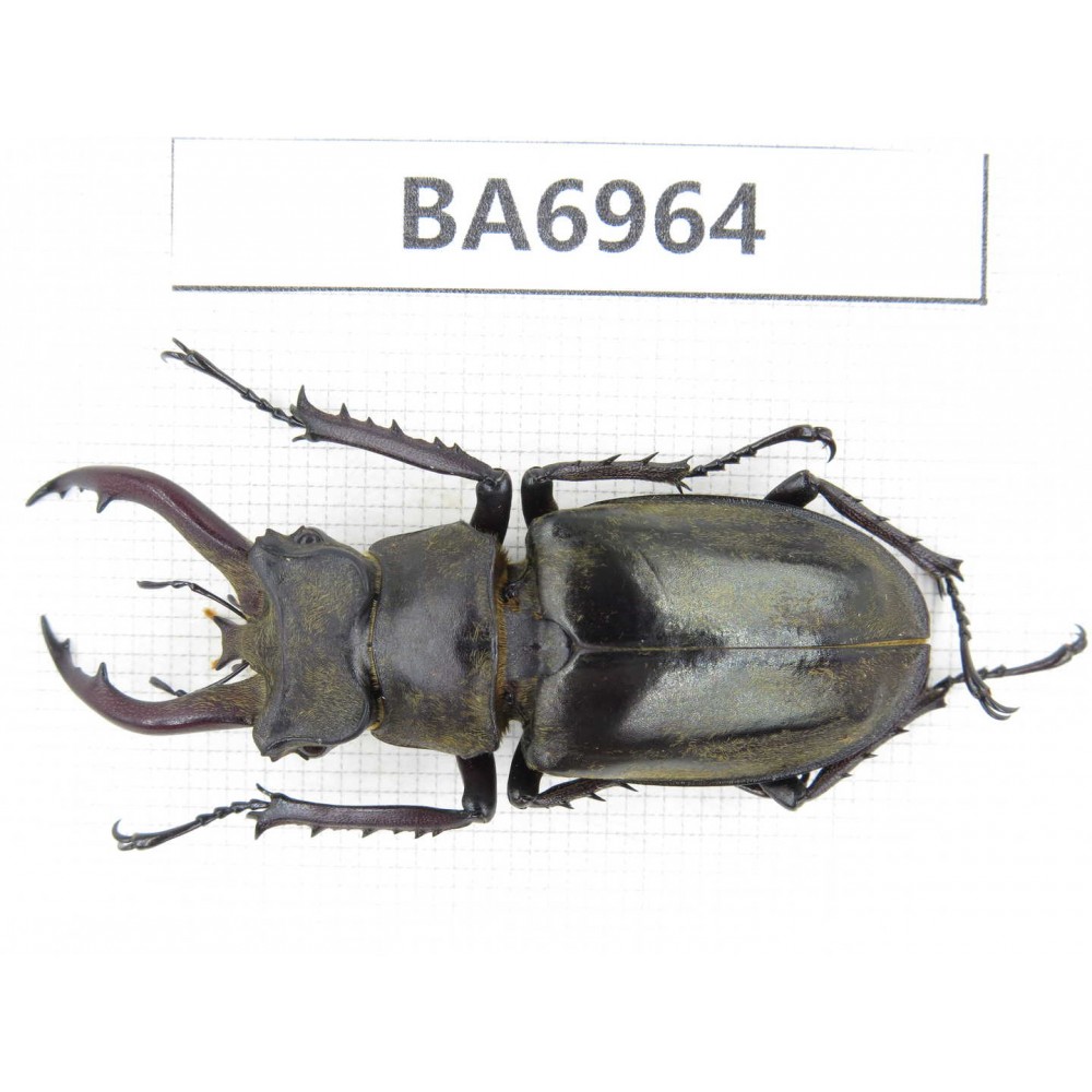 Lucanus tibetanus ssp. China, Yunnan, Nujiang, N of Mt.Biluoxueshan. 1M. BA6964.