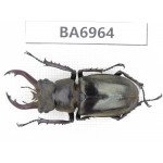 Lucanus tibetanus ssp. China, Yunnan, Nujiang, N of Mt.Biluoxueshan. 1M. BA6964.