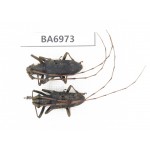 Cerambycidae sp. China, Yunnan, Nujiang, Fugong county. 2Pcs. BA6973.