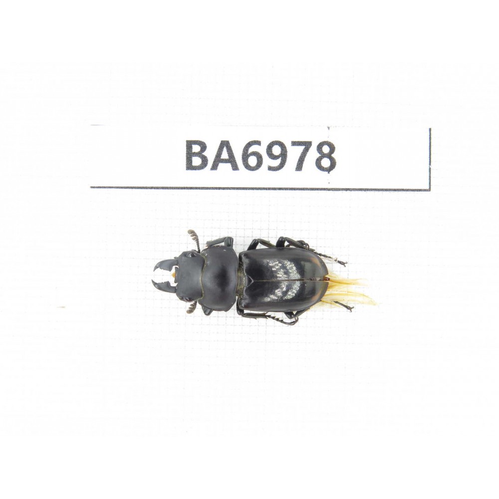Dorcus sp. China, Yunnan, Dali, Jianchuan. 1M. BA6978.