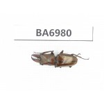 Cyclommathus sp. China, Yunnan, Nujiang, Gongshan. 1M. BA6980.