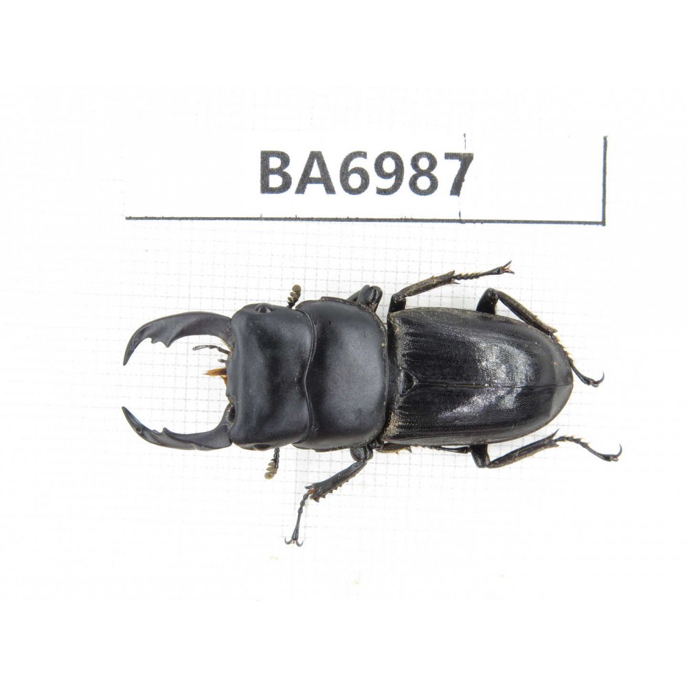 Dorcus sp. Myanmar, Kechin, Nanse. 1M. BA6987.