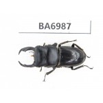 Dorcus sp. Myanmar, Kechin, Nanse. 1M. BA6987.