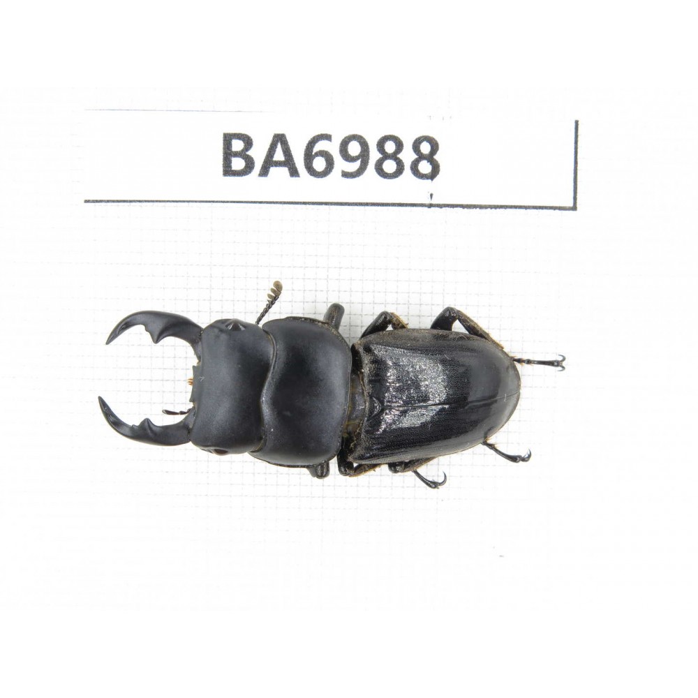 Dorcus sp. Myanmar, Kechin, Nanse. 1M. BA6988.
