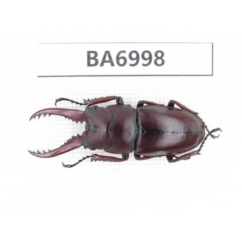 Prosopocoilus sp. Myanmar, Kechin, Nanse. 1M. BA6998.