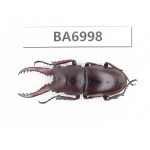Prosopocoilus sp. Myanmar, Kechin, Nanse. 1M. BA6998.