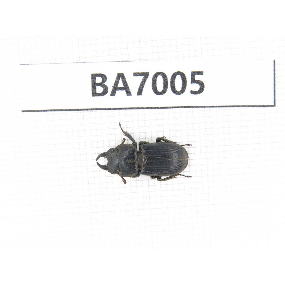 Dorcus sp. Myanmar, Kechin, Nanse. 1M. BA7005.