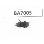 Dorcus sp. Myanmar, Kechin, Nanse. 1M. BA7005.