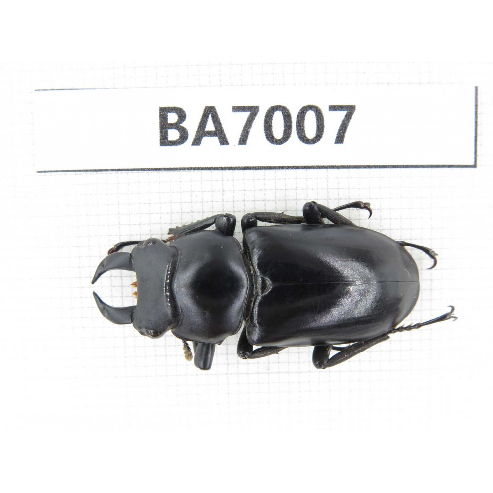 Dorcus sp. Myanmar, Kechin, Nanse. 1M. BA7007.