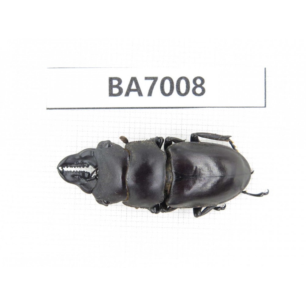Prosopocoilus sp. Myanmar, Kechin, Nanse. 1M. BA7008.