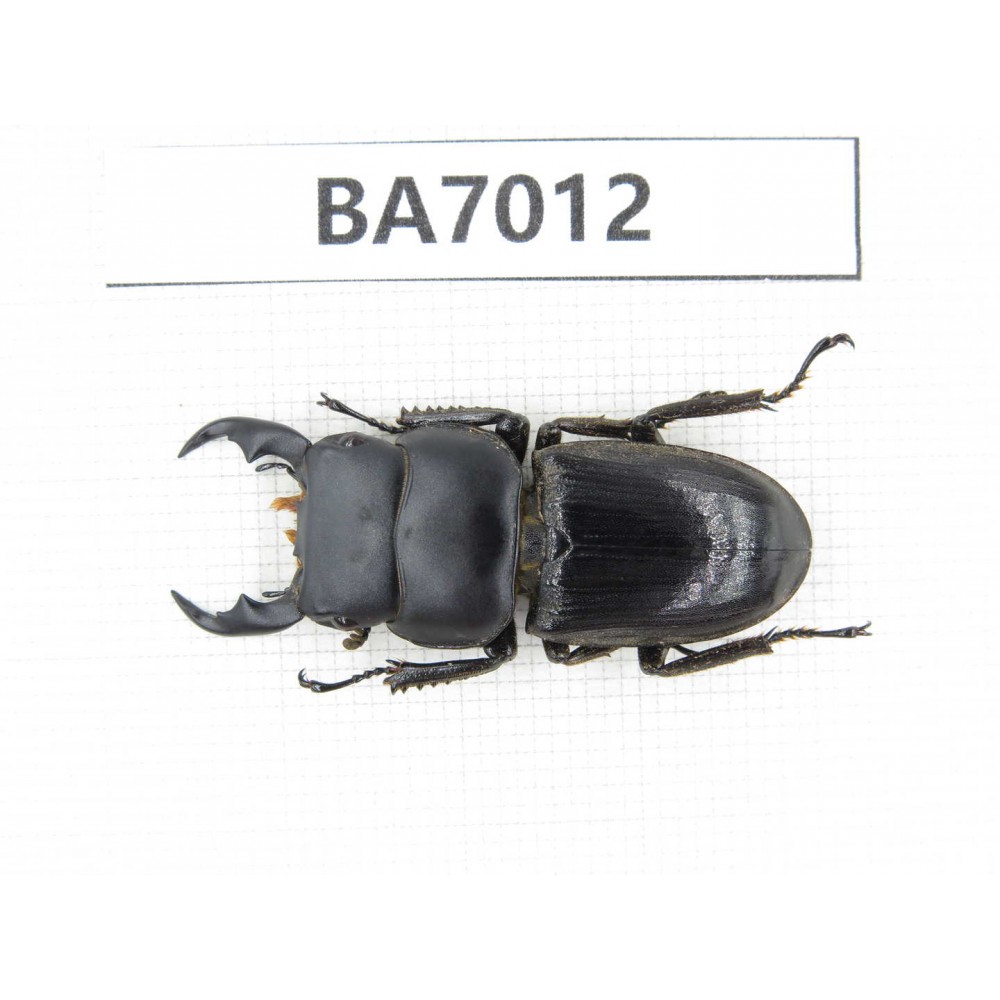 Dorcus sp. Myanmar, Kechin, Nanse. 1M. BA7012.