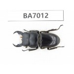Dorcus sp. Myanmar, Kechin, Nanse. 1M. BA7012.