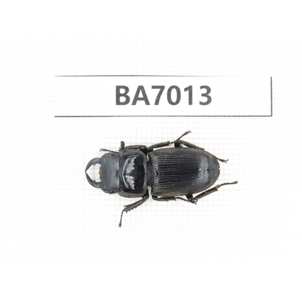 Dorcus sp. Myanmar, Kechin, Nanse. 1M. BA7013.