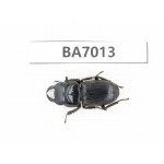 Dorcus sp. Myanmar, Kechin, Nanse. 1M. BA7013.