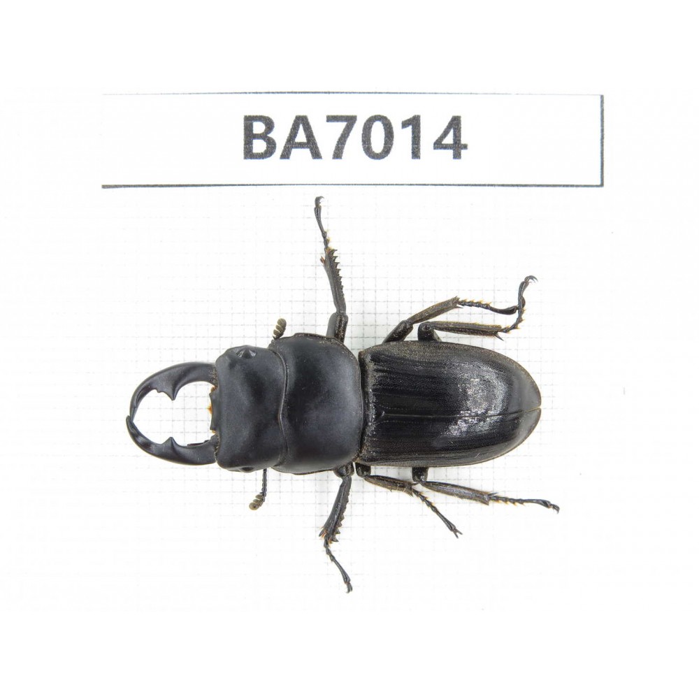 Dorcus sp. Myanmar, Kechin, Nanse. 1M. BA7014.