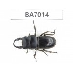 Dorcus sp. Myanmar, Kechin, Nanse. 1M. BA7014.