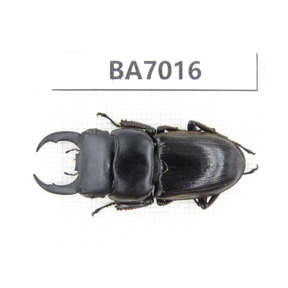 Dorcus sp. Myanmar, Kechin, Nanse. 1M. BA7016.