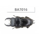 Dorcus sp. Myanmar, Kechin, Nanse. 1M. BA7016.