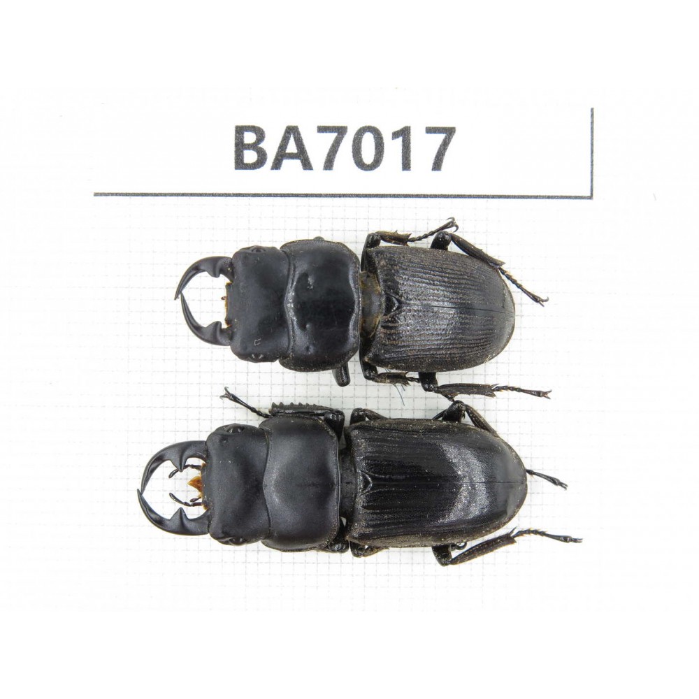 Dorcus sp. Myanmar, Kechin, Nanse. 2M. BA7017.