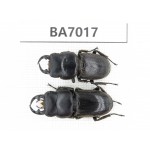 Dorcus sp. Myanmar, Kechin, Nanse. 2M. BA7017.