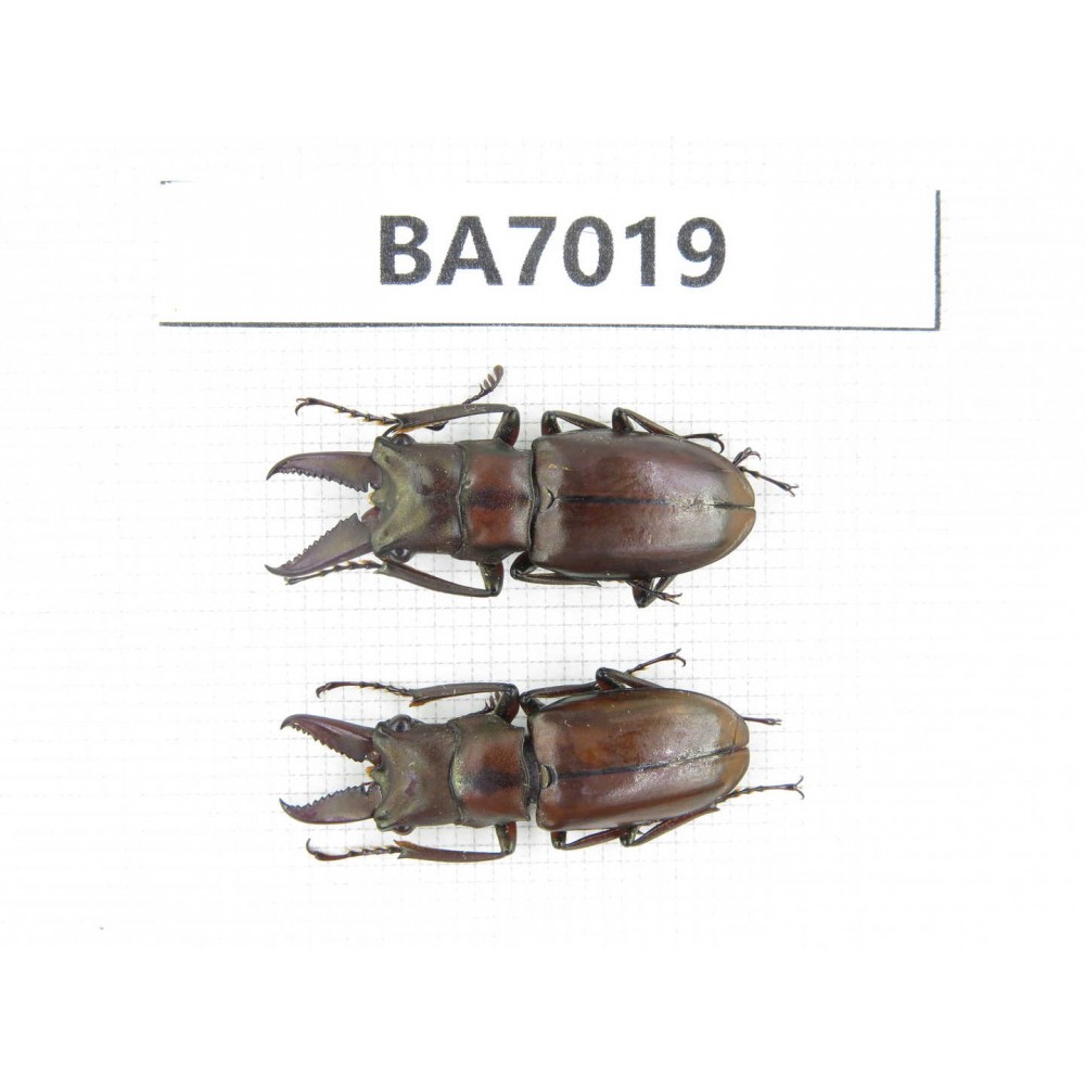 Cyclommathus sp. Myanmar, Kechin, Nanse. 2M. BA7019.
