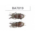 Cyclommathus sp. Myanmar, Kechin, Nanse. 2M. BA7019.