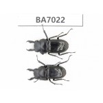 Dorcus sp. Myanmar, Kechin, Nanse. 2M. BA7022.