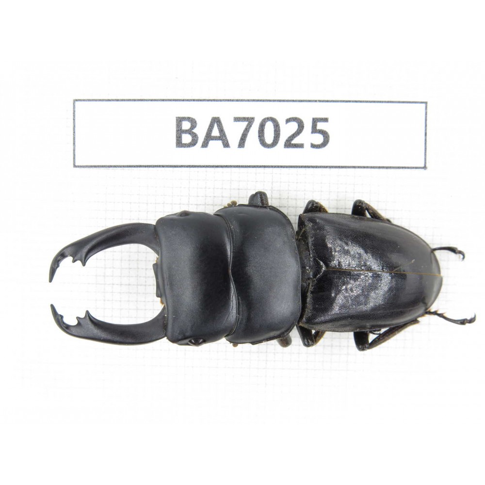 Dorcus sp. Myanmar, Kechin, Nanse. 1M. BA7025.