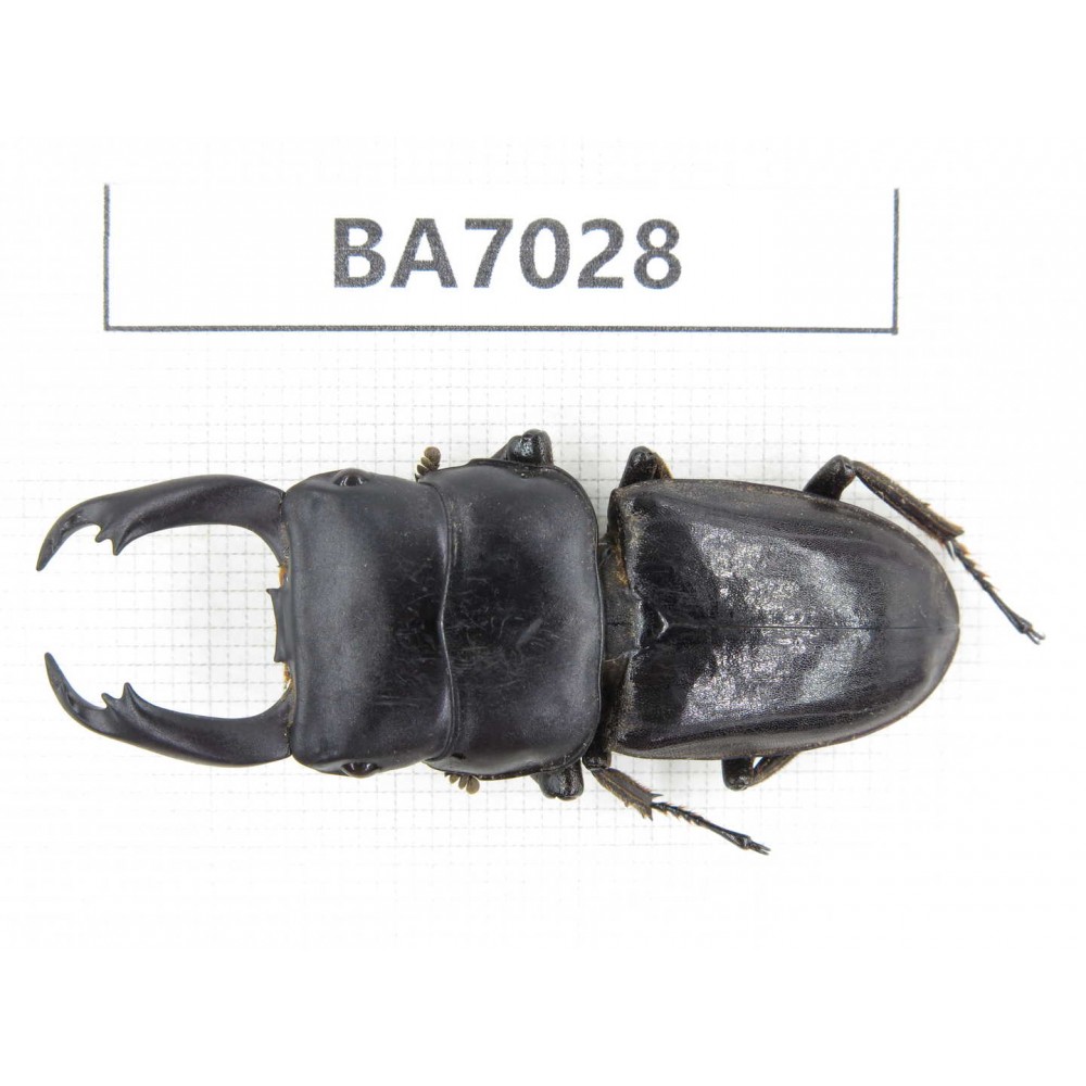 Dorcus sp. Myanmar, Kechin, Nanse. 1M. BA7028.