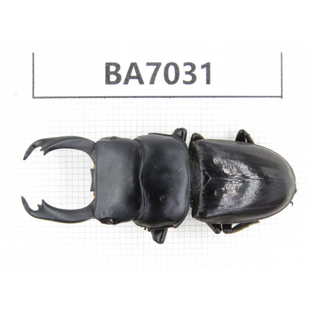 Dorcus sp. Myanmar, Kechin, Nanse. 1M. BA7031.