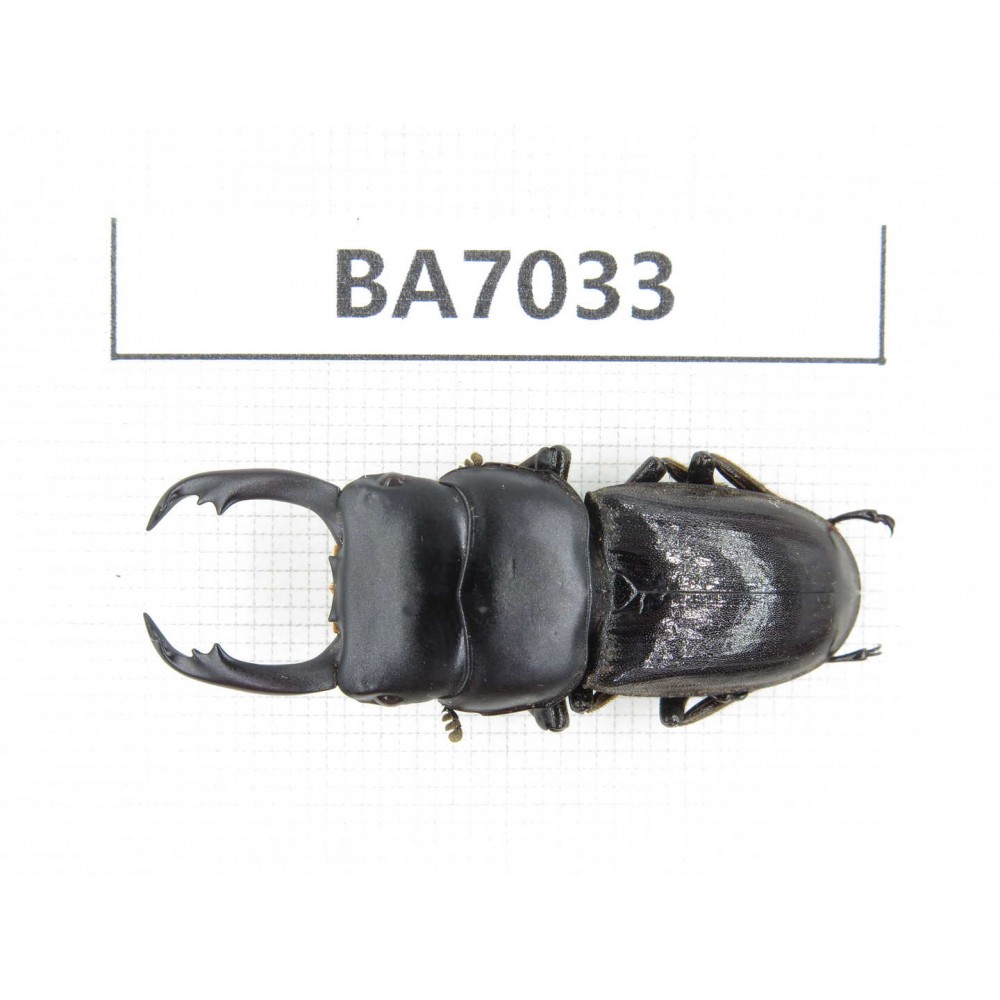 Dorcus sp. Myanmar, Kechin, Nanse. 1M. BA7033.